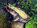 amphibien