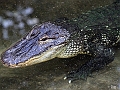 reptilien