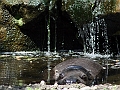 flusspferde